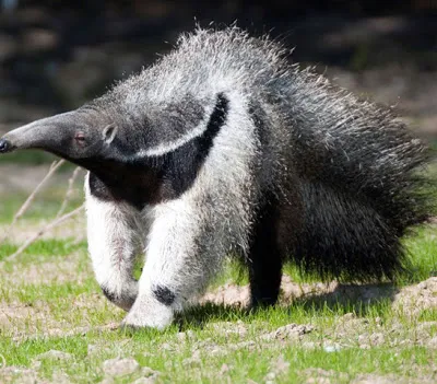 aná — giant anteater